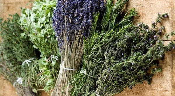 Φαρμακευτικά φυτά: Το χρυσάφι της ελληνικής γης – Οι υπερτροφές της μεσογειακής διατροφής